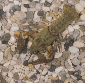fig. 12 – Il gambero di fiume (Astropotamobius pallipes) è un crostaceo tipico delle nostre acque limpide e non inquinate.