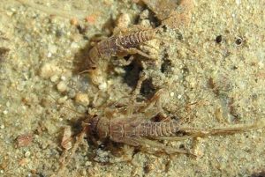 fig. 16 – Altri macroinvertebrati: ninfe di Plecotteri