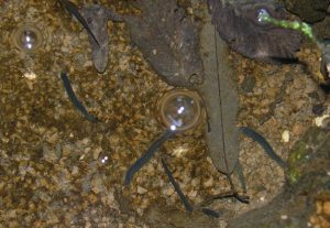 fig. 17 – Altri macroinvertebrati Irudinei: le sanguisughe.