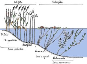 fig. 22 – Vegetazione acquatica riparia (disegno di Michele Zanetti)