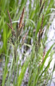 fig. 28 –  Carex elata