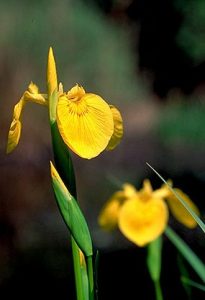fig. 29 – Iris pseudoacorus, pianta rivelatrice di un fossato o uno stagno con buona presenza d’acqua nel corso dell’anno.