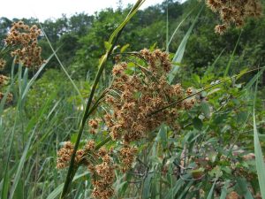 fig. 30 – Falasco (Cladium mariscus)