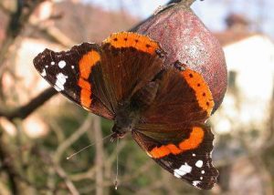 fig. 34 – Vanessa atalanta