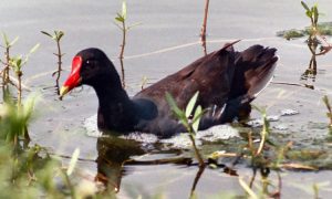 fig. 35 – Gallinella d’acqua (Gallinula chloropus)