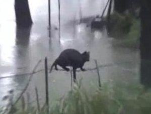 Un gatto a Marghera durante l’allagamento del 26.09.2007