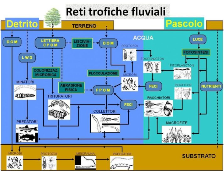 Reti trofiche fluviali